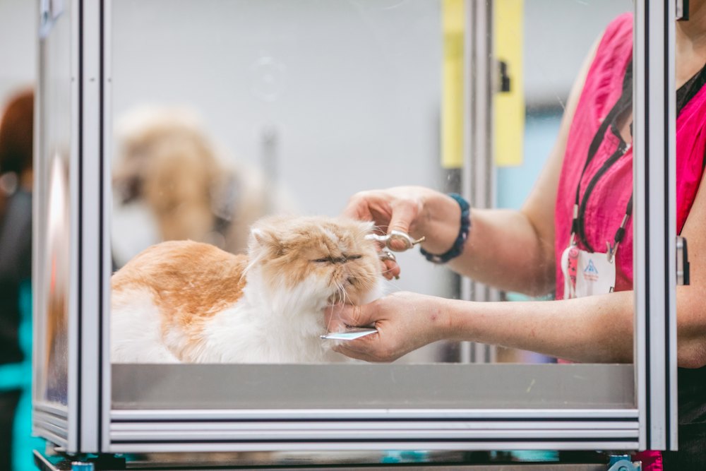 CAT GROOMING