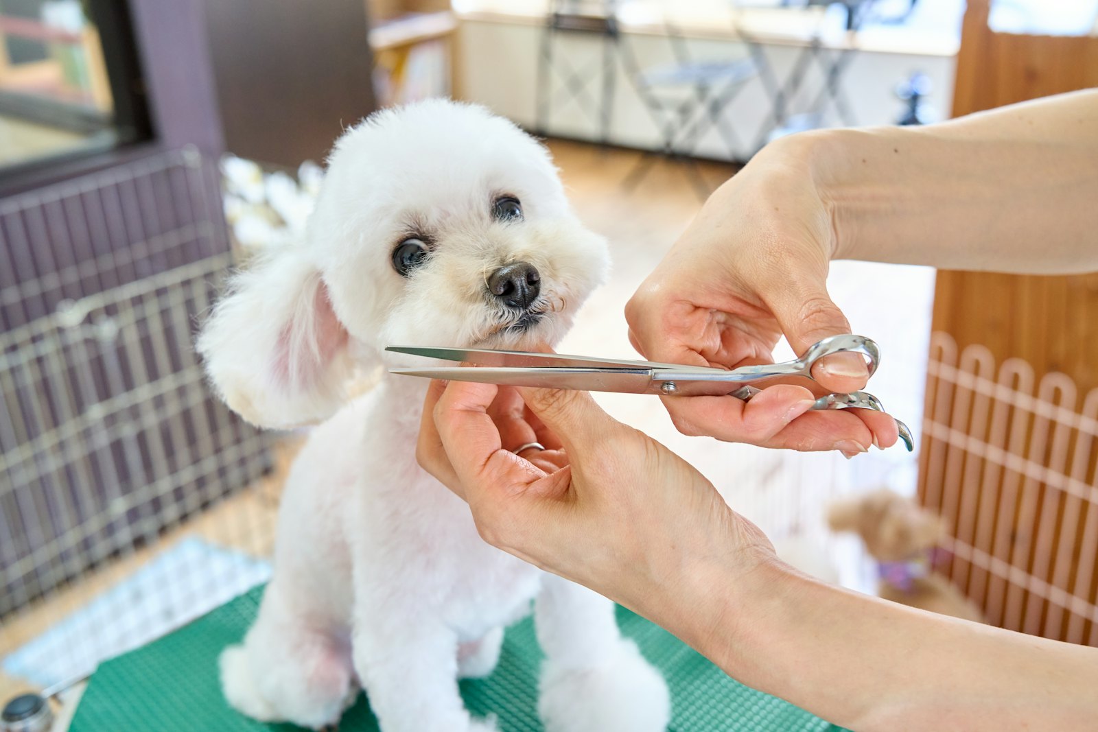 Grooming Spa